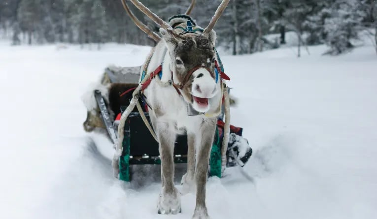 Reindeer pulling a sled in Lapland