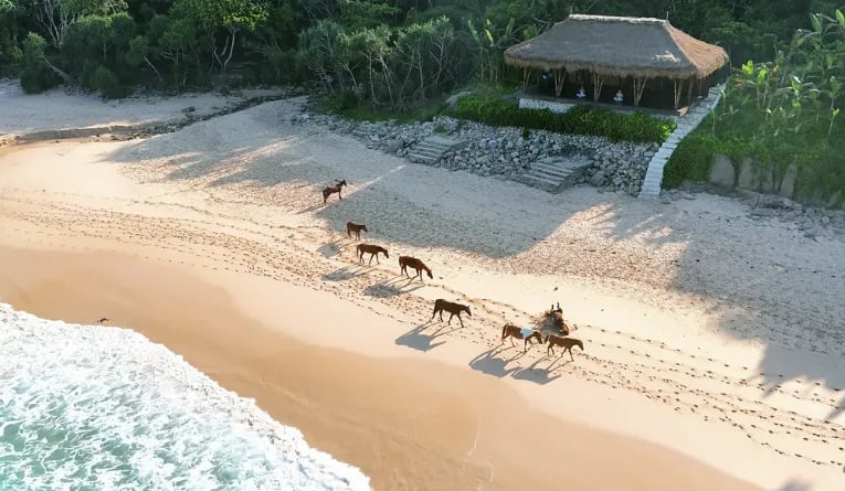 Horses on the beach at Sumba Island in Indonesia