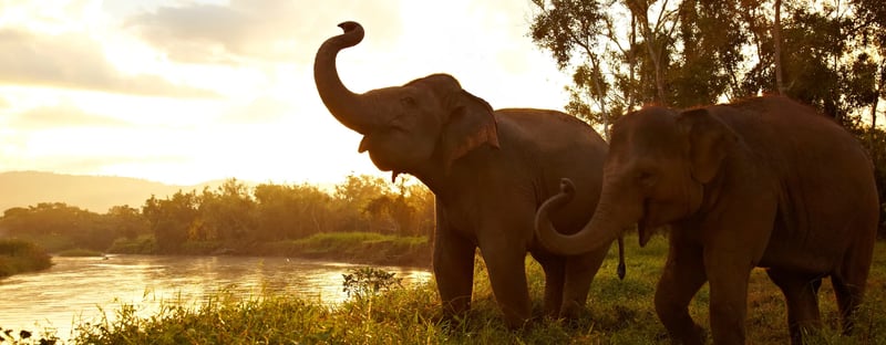 Elephants in the Golden Triangle, Thailand