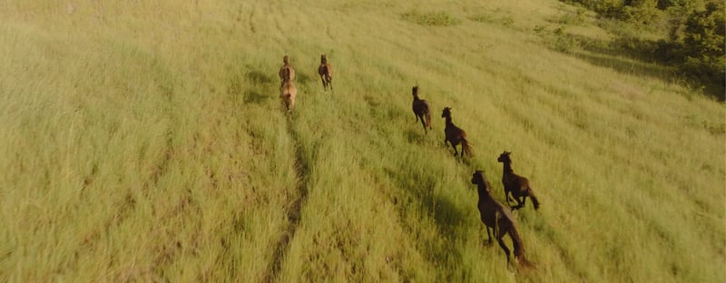 aerial image of horses running through a field in Sumba indonesia