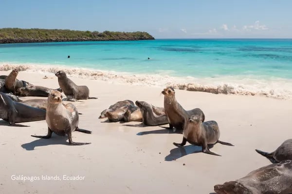 Seals on a beach in the Galapagos
