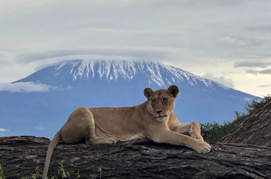 Massai Mara luxury safaris