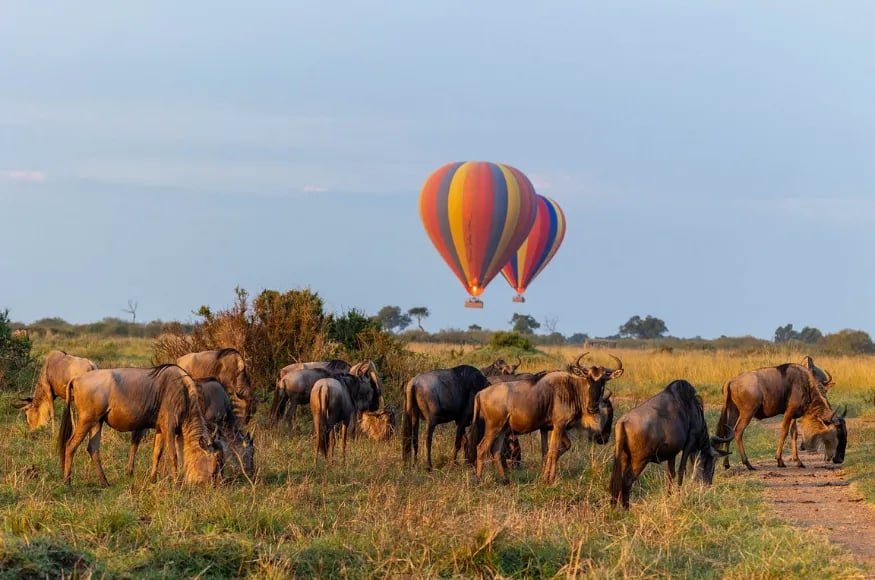 Hot air balloon taking off in the Maasai Mara