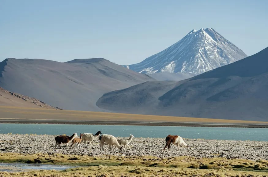 Alpaca's in the Atacama desert