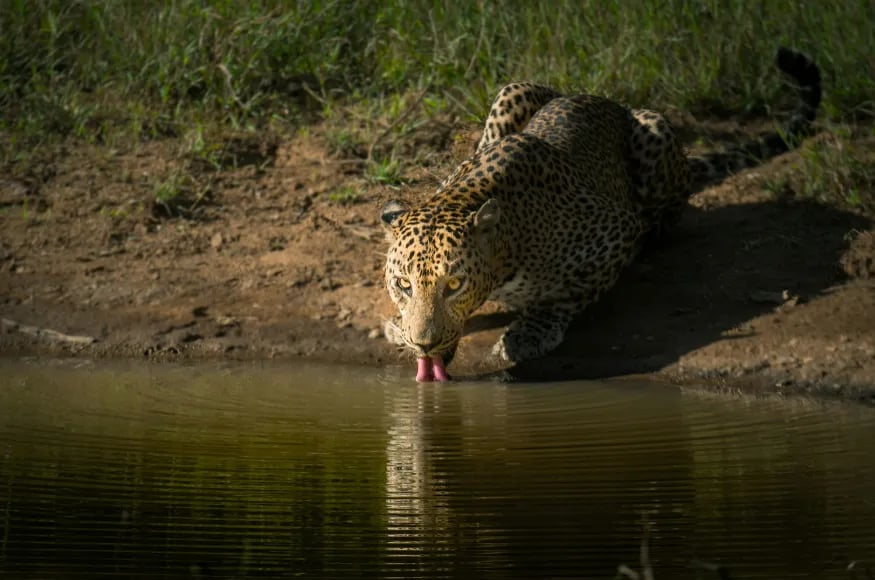 Leopard drinking water in Sri Lanka