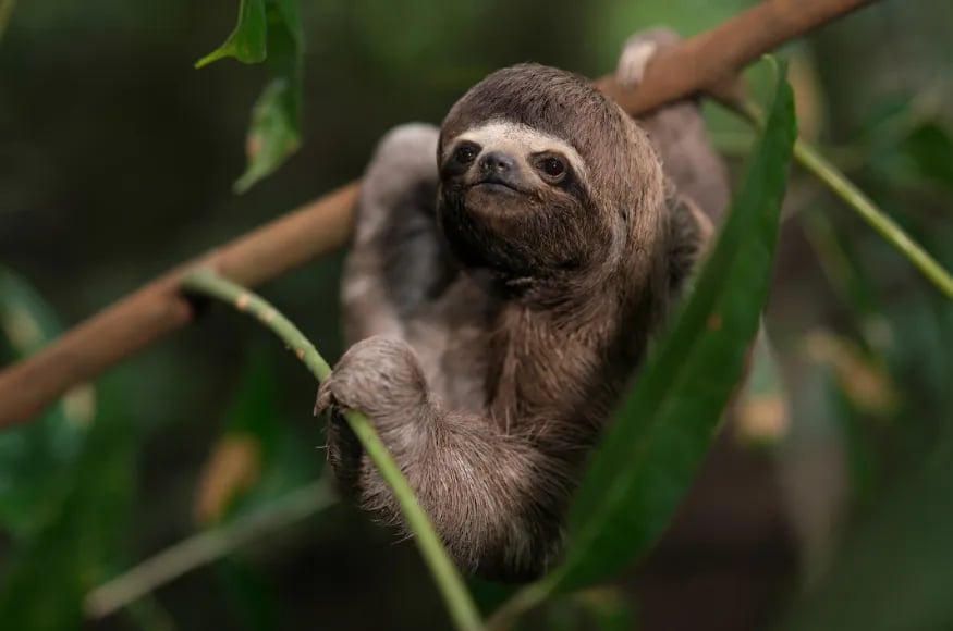 Sleepy sloth in the Peruvian Amazon
