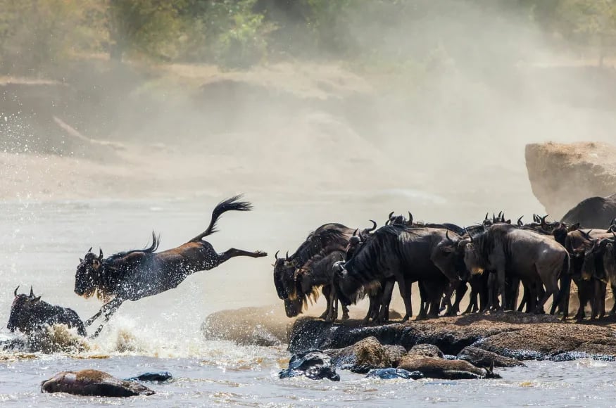 Great Migration East Africa