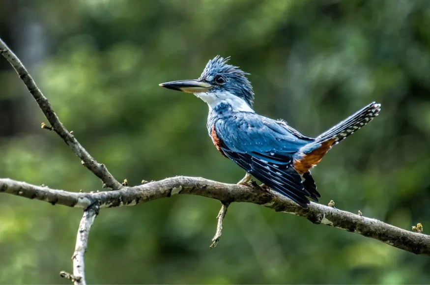 Beautiful blue bird in the Amazon Peru