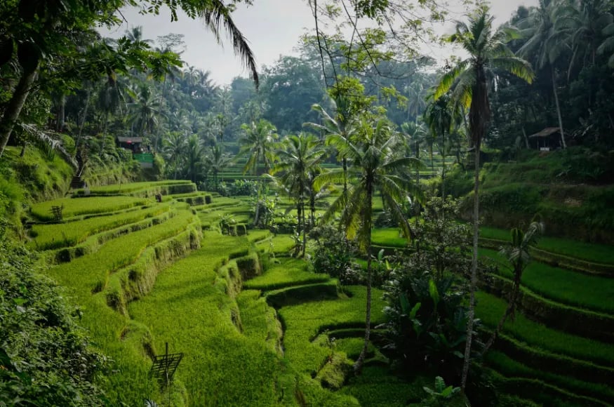 Rice Paddie fields in Bali