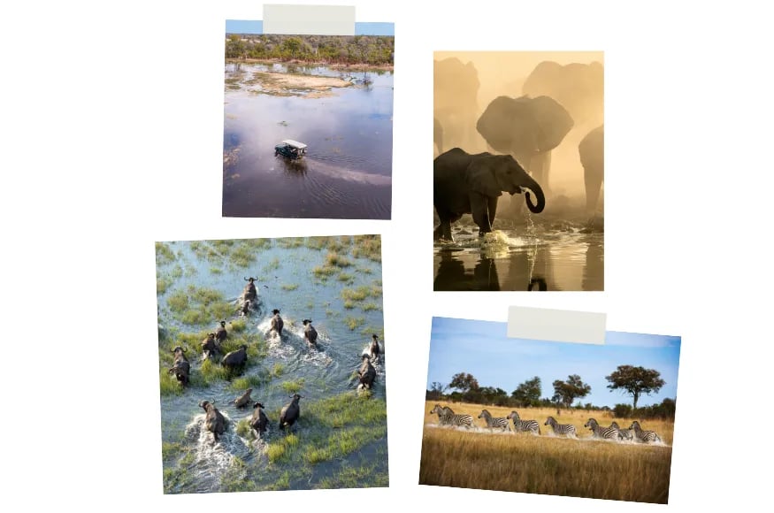 Collage of the Okavango Delta