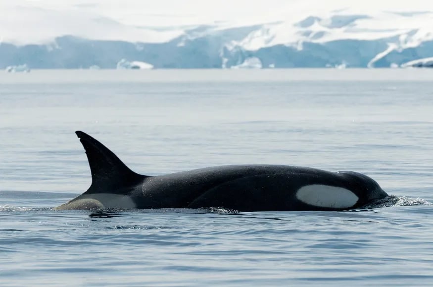 Orca swimming in the Arctic
