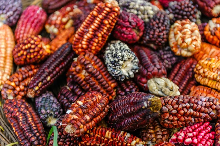 corn-peru-cusine-food-luxury-tours