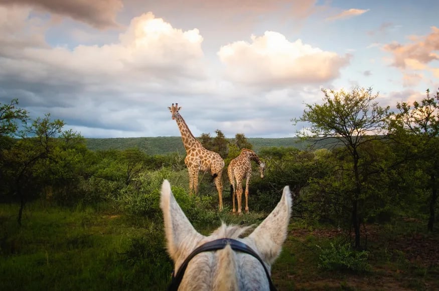 Horse riding in South Africa