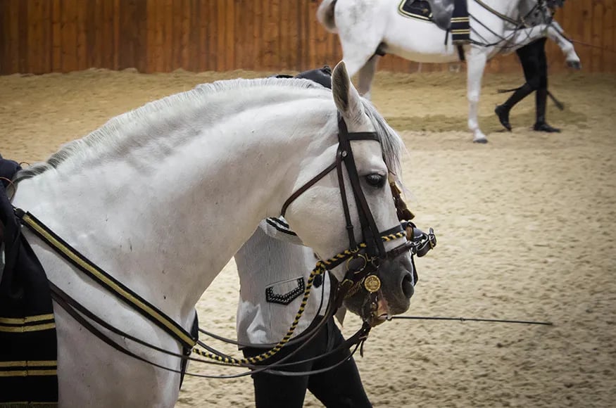 Show Horse in Spain