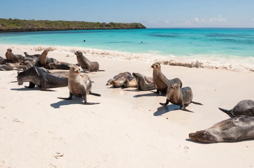 Seals in the Galapagos
