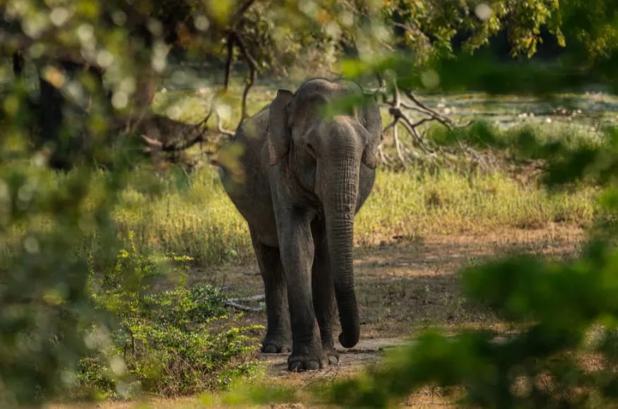 Elephant in Yala National park