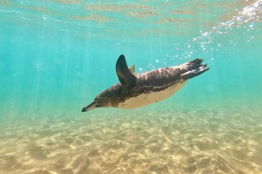 A Galápagos penguin swimming underwater