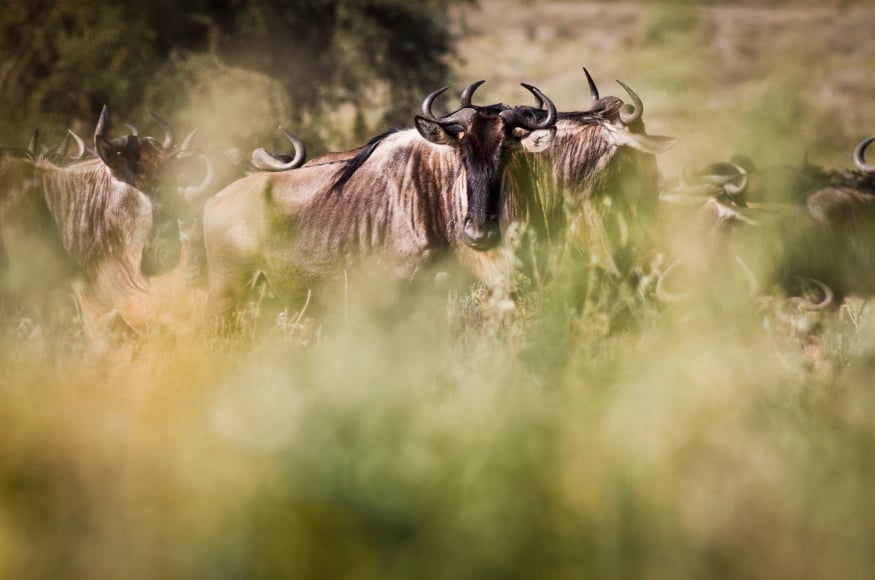 Wildebeest up close during the Great Migration Wildebeest up close during the Great Migration