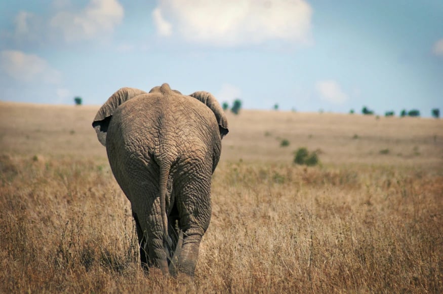 Elephant's behind, walking away from the camera in Tanzania Elephant's behind, walking away from the camera in Tanzania
