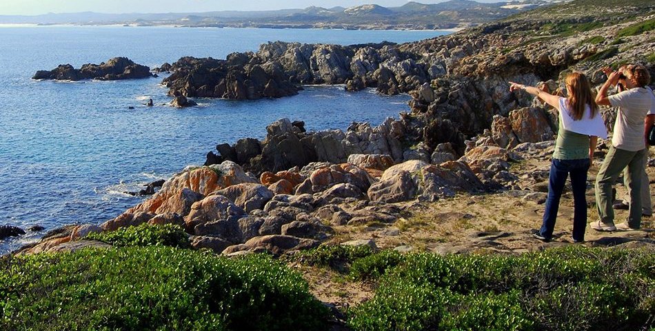 pic98gansbaai-land-based-whale-watching-LR