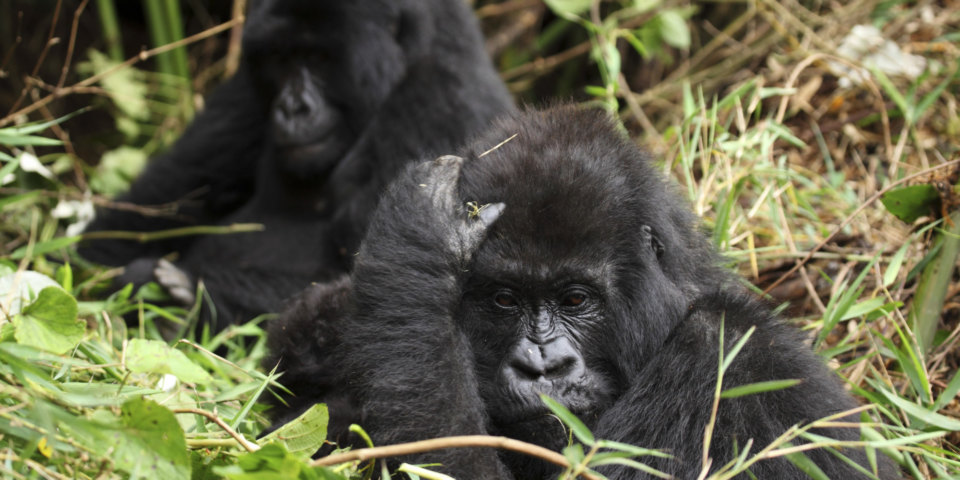 Mountain gorillas (Gorilla beringei beringei) living wild on the Virunga Mountain Range in the Volcanoes National Park, Rwanda. The Volcanoes National Park was gazetted in 1925 and is the home to 20 groups of gorillas, a number of which are habituated and can be observed by visitors during gorilla trekking.